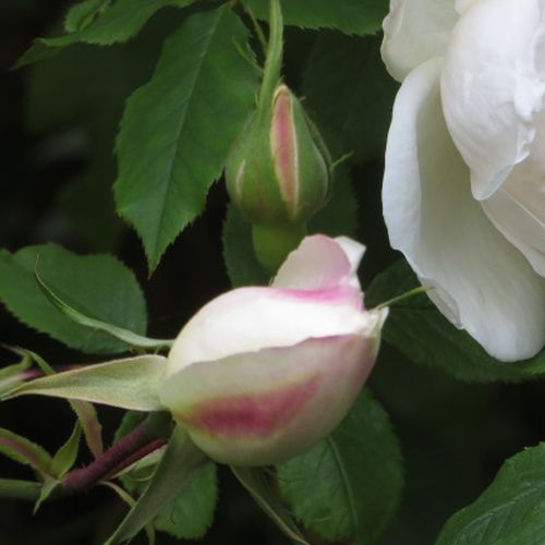 Rosa Madame Alfred Carrière - roz - Trandafir copac cu trunchi înalt - cu flori tip trandafiri englezești - coroană curgătoare